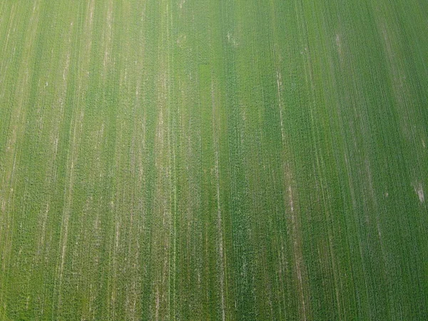 Green Agricultural Field Aerial View Farmland Landscape Background — Stock Photo, Image