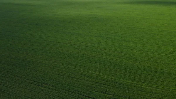 Campo Agrícola Verde Vista Aérea Paisagem Agrícola Contexto — Fotografia de Stock