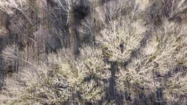 Bahar ormanındaki yapraksız ağaçlar, hava manzarası..