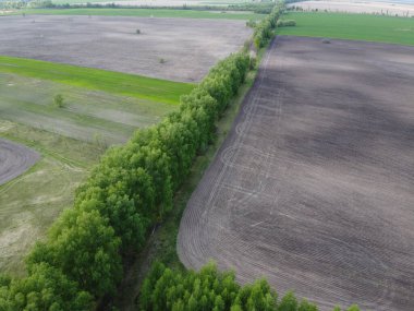 Orman kuşağıyla ayrılmış iki alan, hava manzaralı. Tarım arazisi.
