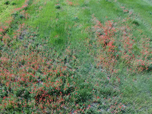 Många Vallmo Blommar Fältet Solig Dag Flygfoto — Stockfoto