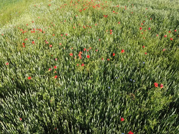 Rött Vallmo Ett Vetefält Solig Dag Flygutsikt Bakgrund — Stockfoto