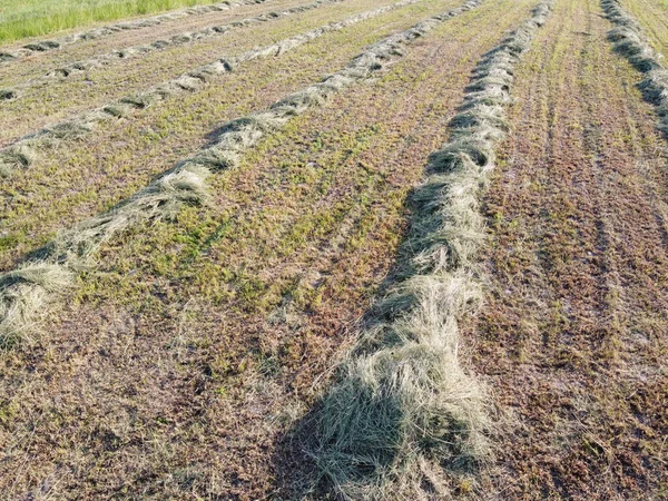 Rangées Herbe Tondue Vue Aérienne Haymaking Paysage Agricole — Photo