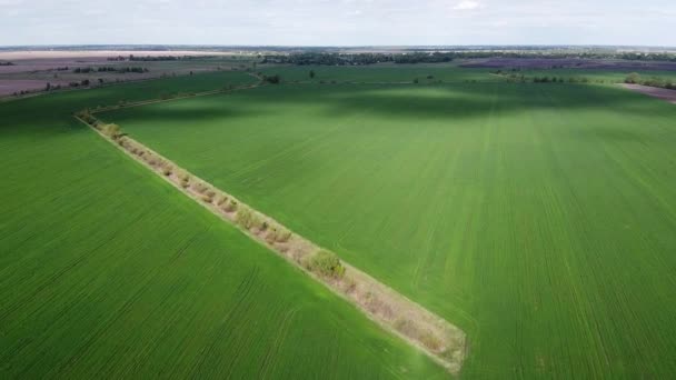 播種したフィールドの乾燥灌漑運河 空中ビュー 農地の景観 — ストック動画