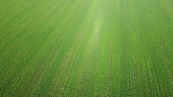 Green Agricultural Field Aerial View Farmland Landscape Background — Stock Video