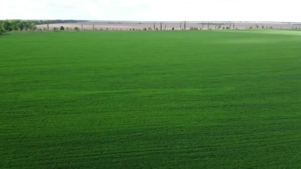 Blauwe Lucht Boven Een Groen Veld Vanuit Lucht Gezien Landschapslandschap — Stockvideo