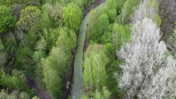 Pequeño Río Entre Los Árboles Primavera Vista Aérea Río Bosque — Vídeo de stock