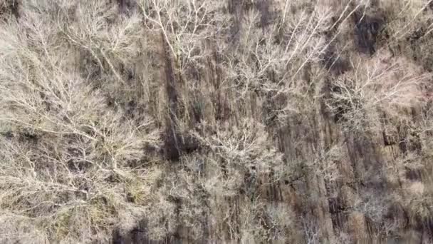 Arbres sans feuilles dans une forêt printanière, vue aérienne.