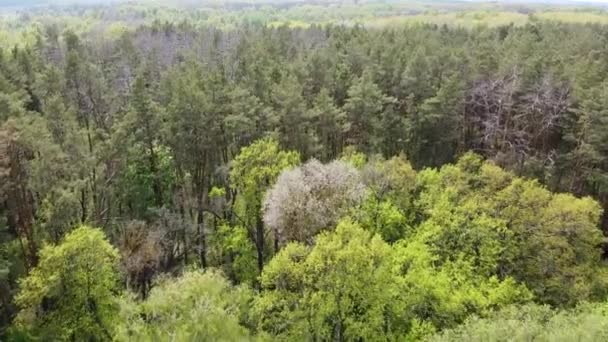 European Forest Aerial View Forest Landscape Spring — Stock Video