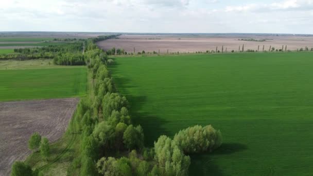 Two Fields Separated Forest Belt Aerial View Agricultural Landscape — Stock Video