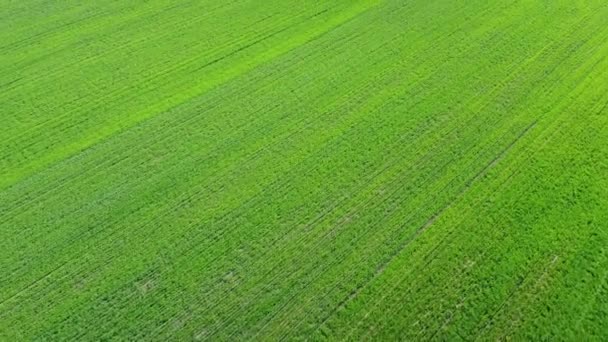 緑の農業分野 航空ビュー 農地の風景 — ストック動画