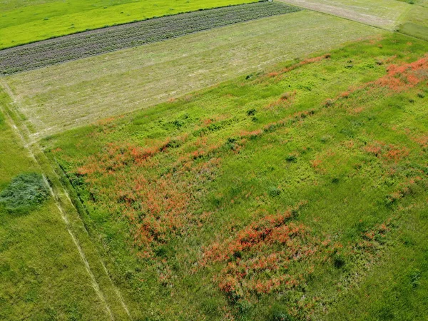 晴れた日に農場の畑で赤いケシが育ち 空中の景色 — ストック写真