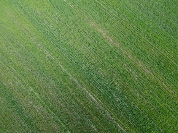 Grüner Acker Luftaufnahme Ackerlandschaften Hintergrund — Stockfoto