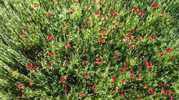 Червоні Маки Пшеничному Полі Сонячний День Вид Повітря Тло — стокове відео