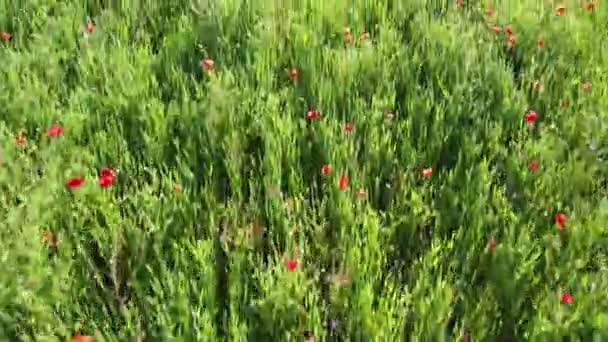 Divoký červený mák na pšeničném poli, letecký pohled.