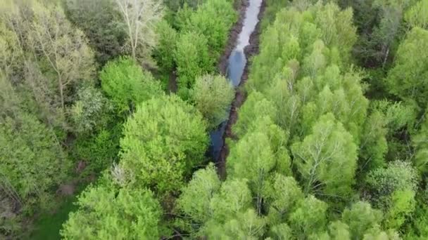 Pequeño Río Entre Los Árboles Primavera Vista Aérea Río Bosque — Vídeo de stock