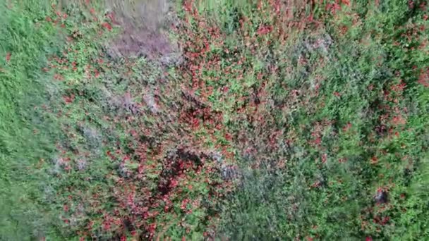 Rote Mohnblumen Auf Einem Weizenfeld Einem Sonnigen Tag Luftaufnahme Hintergrund — Stockvideo