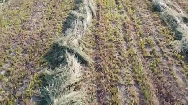 Rangées Herbe Tondue Vue Aérienne Haymaking Paysage Agricole — Video
