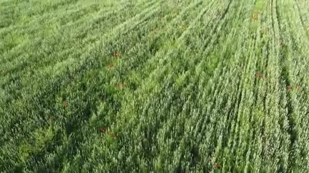 Amapolas Rojas Silvestres Campo Trigo Vista Aérea — Vídeo de stock