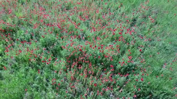 Güneşli Bir Günde Buğday Tarlasında Kırmızı Gelincikler Hava Manzarası Arkaplan — Stok video