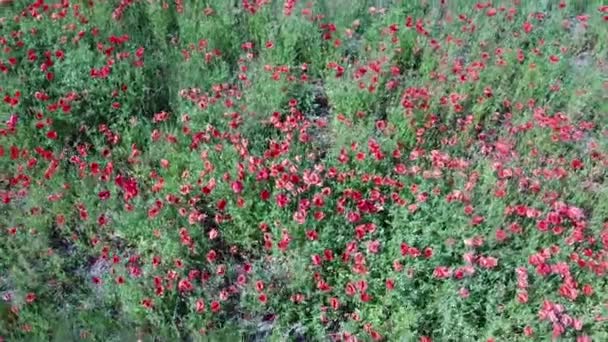 Rote Mohnblumen Auf Einem Weizenfeld Einem Sonnigen Tag Luftaufnahme Hintergrund — Stockvideo