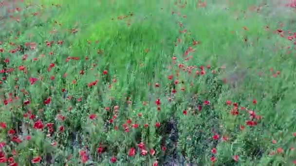 Wilde Rote Mohnblumen Auf Einem Weizenfeld Luftaufnahme — Stockvideo