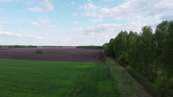 晴れた日には農場のフィールドに沿って森林ベルト 空中ビュー 農業景観 — ストック動画
