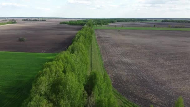 Deux Champs Séparés Par Une Ceinture Forestière Vue Aérienne Paysage — Video