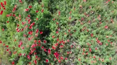 Güneşli bir günde, buğday tarlasında kırmızı gelincikler, hava manzarası. Arkaplan.