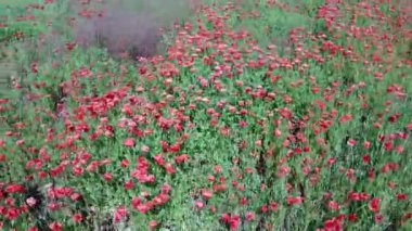 Güneşli bir günde, buğday tarlasında kırmızı gelincikler, hava manzarası. Arkaplan.