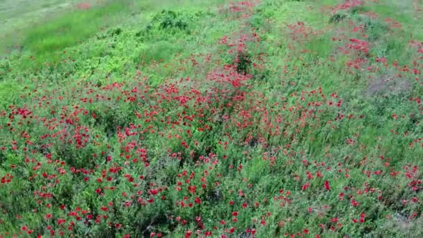 Rote Mohnblumen Auf Einem Weizenfeld Einem Sonnigen Tag Luftaufnahme Hintergrund — Stockvideo