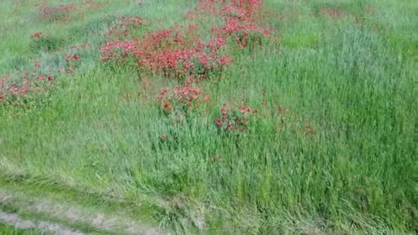 Wilde Rote Mohnblumen Auf Einem Weizenfeld Luftaufnahme — Stockvideo