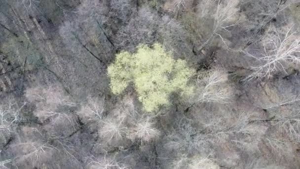 Blattlose Bäume Einem Frühlingswald Luftaufnahme — Stockvideo