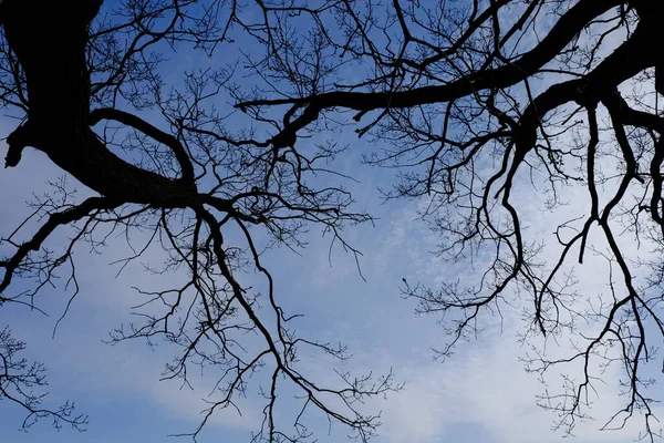 Bladloze Boomtakken Tegen Blauwe Lucht — Stockfoto