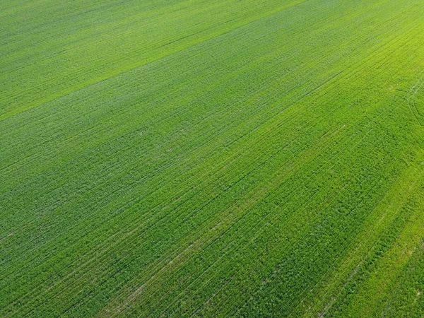Grüner Acker Luftaufnahme Ackerlandschaften Hintergrund — Stockfoto