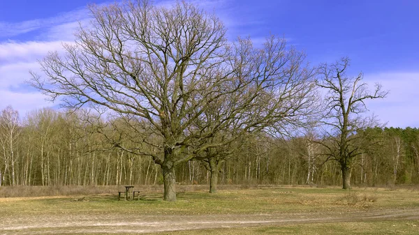 Dos Hermosos Árboles Ramificados Borde Del Bosque Paisaje Primavera — Foto de Stock