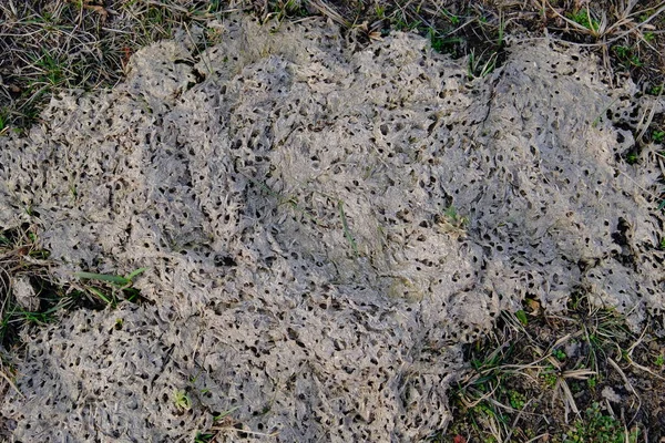 Torkad Dynga Bebodd Insekter Exkreta Från Nötkreatur — Stockfoto