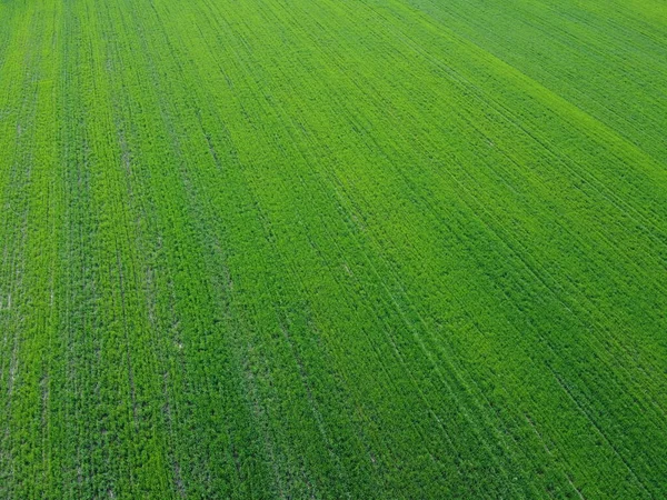 Campo Agrícola Verde Vista Aérea Paisagem Agrícola Contexto — Fotografia de Stock