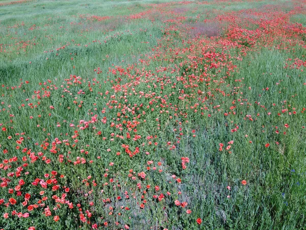 Papoilas Vermelhas Florescem Entre Ervas Campo Tempo Ensolarado Vista Aérea — Fotografia de Stock