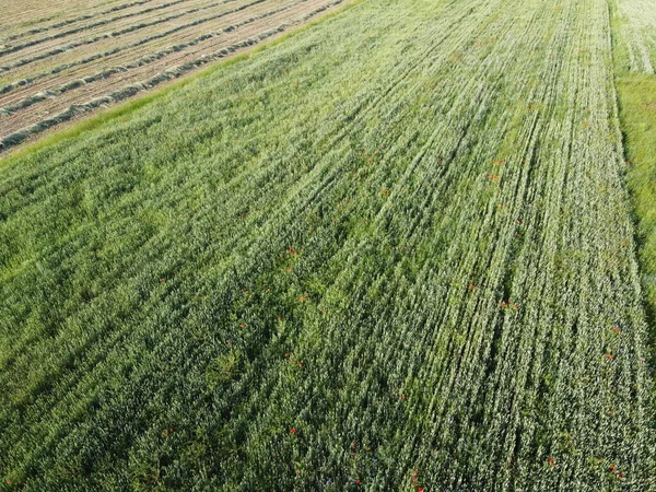 Ackerland Von Oben Weizenfeld Einem Sonnigen Tag — Stockfoto