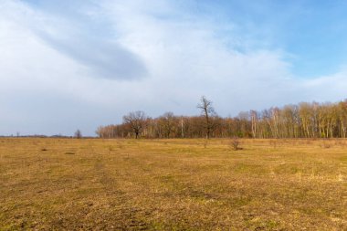 Mart ayında yapraksız bir ormanın kenarında. Çıplak kaynak ağaçları. Peyzaj.