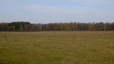 Mart ayında yapraksız bir ormanın kenarında. Çıplak kaynak ağaçları. Peyzaj.