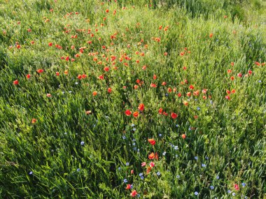 Güneşli bir günde, buğday tarlasında kırmızı gelincikler, hava manzarası. Arkaplan.