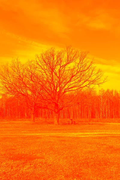 Duas Belas Árvores Ramificadas Borda Floresta Paisagem Primavera Tonificação Laranja — Fotografia de Stock