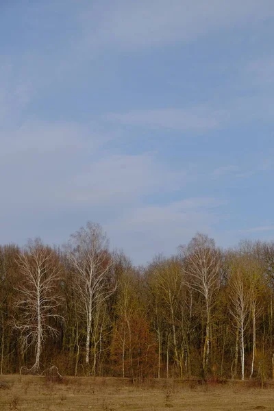 Ein Birkenhain Einem Späten Frühlingsabend Blattlose Bäume März Kopierraum — Stockfoto