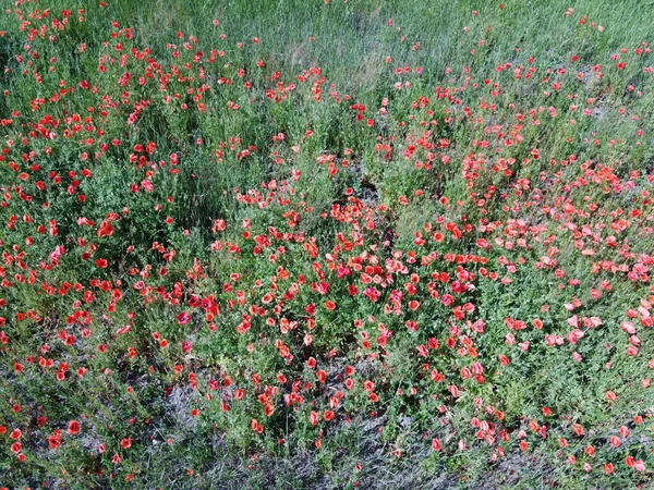 Las Amapolas Rojas Florecen Entre Las Hierbas Campo Tiempo Soleado — Foto de Stock