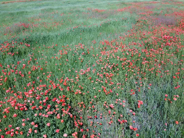 Papaveri Rossi Fioriscono Tra Erbe Campo Nel Tempo Soleggiato Vista — Foto Stock