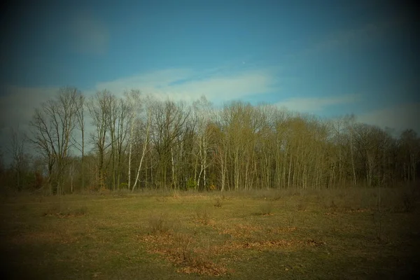 Bordo Una Foresta Senza Foglie Marzo Alberi Primaverili Spogli Paesaggio — Foto Stock