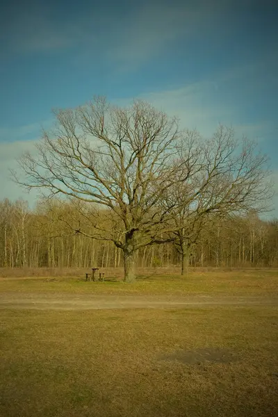 Två Vackra Grenade Träd Vid Skogsbrynet Vårlandskap Vignette — Stockfoto