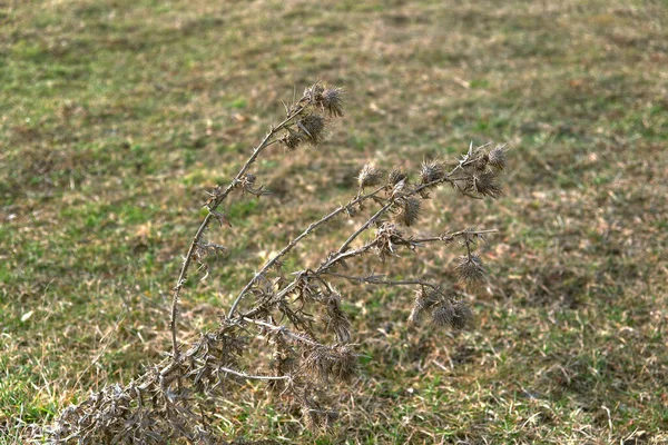 Wildmelkdistel Close Vervaag Achtergrond — Stockfoto